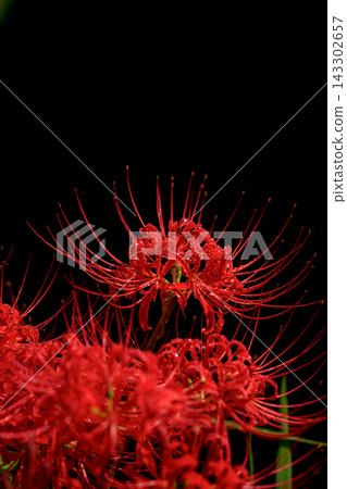 Vibrant spider lilies and a black background image Vibrant spider lilies and a black background image 143302657