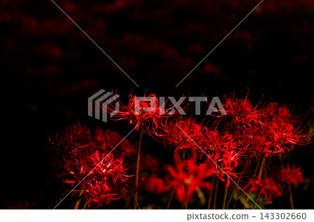 鮮豔的蜘蛛百合和黑色背景圖片 鮮豔的蜘蛛百合和黑色背景圖片 143302660