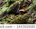 Yamadoritake moodki Yamadoritake moodki 143302680