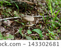 Snake mushroom modoki Snake mushroom modoki 143302681