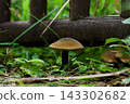 Small bitter bolete Small bitter bolete 143302682