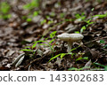 Snake mushroom modoki Snake mushroom modoki 143302683