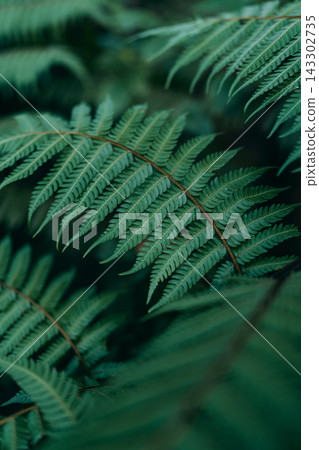 Close up macro texture of a green fern leaf in the tropical forest. Close up macro texture of a green fern leaf in the tropical forest. 143302735