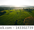 Farmer walking through green terraced rice fields at sunrise in a mountain valley. 143302739