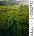 Top-down aerial view of a small farming hut in the middle of green rice paddies. 143302740