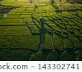 Aerial drone shot of Asian terraced rice fields and irrigation canals at sunset. 143302741