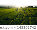 Farmer walking through green terraced rice fields at sunrise in a mountain valley. 143302742