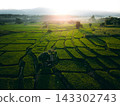Farmer walking through green terraced rice fields at sunrise in a mountain valley. 143302743