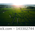 Farmer walking through green terraced rice fields at sunrise in a mountain valley. 143302744