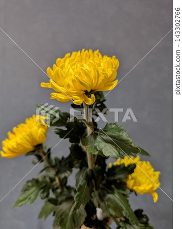 秋天的花朵 秋天的花朵 143302766