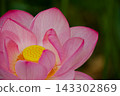 Fresh pink lotus flowers and receptacles blooming in Shinobazu Pond 143302869