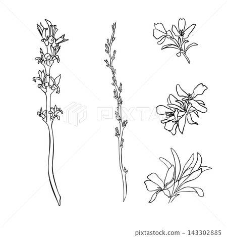 Black and white vector set of early spring growth isolated. Botanical elements flowers and leafy stems line art. Outline sketches of first leaves buds on branches for printable stationery or seasonal Black and white vector set of early spring growth isolated. Botanical elements flowers and leafy stems line art. Outline sketches of first leaves buds on branches for printable stationery or seasonal 143302885