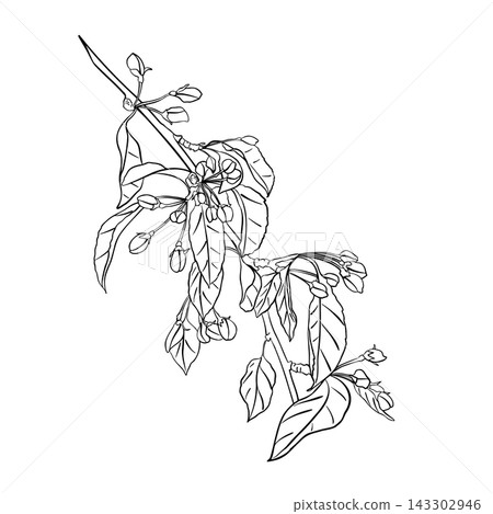 Apple tree branch with flowers buds and leaves in black line vector illustration. Spring growth fruit twig and seasonal change. Peach flowering ink hand drawn. Minimalist nature coloring page. Apple tree branch with flowers buds and leaves in black line vector illustration. Spring growth fruit twig and seasonal change. Peach flowering ink hand drawn. Minimalist nature coloring page. 143302946