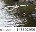 Pink Pelican landing 143302956