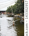 Pink Pelican landing 143302957