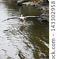 Pink Pelican landing 143302958