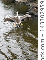 Pink Pelican landing 143302959