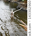 Pink Pelican landing 143302960
