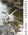 Pink Pelican landing 143302961