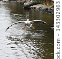 Pink Pelican landing 143302963