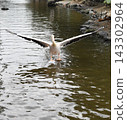 Pink Pelican landing 143302964