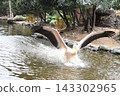 Pink Pelican landing 143302965