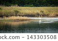 Egrets and grey herons standing by the water's edge in a wetland and reed bed: A photographic image of the rich natural scenery of autumn. 143303508