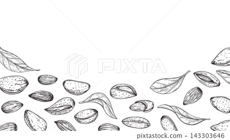 Almond seed and leaves horizontal border with empty space for text. Nut kernel monochrome vector isolated illustration. Food template for food packaging, milk and oil labels, cafe menus Almond seed and leaves horizontal border with empty space for text. Nut kernel monochrome vector isolated illustration. Food template for food packaging, milk and oil labels, cafe menus 143303646