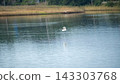 A white heron soaring low over the water's surface; a natural landscape photograph of a wetland and reed bed. 143303768
