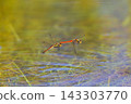 Red dragonfly in tandem flight 143303770