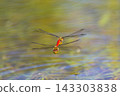 Red dragonfly in tandem flight 143303838