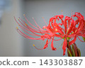 紅彼岸花和留白 143303887