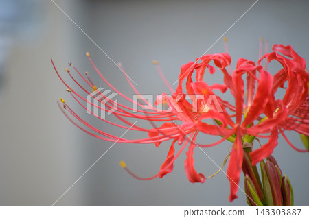 紅彼岸花和留白 紅彼岸花和留白 143303887