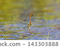 Red dragonfly mating to lay eggs 143303888