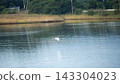 A white heron gliding low over the water's surface in a natural landscape of wetlands and reed beds. 143304023