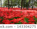 Clusters of fully bloomed spider lilies shining in the dappled sunlight filtering through the trees at Kinchakuda, Hidaka City, Saitama Prefecture. 143304275