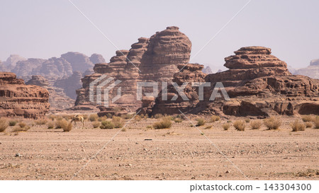 Camel grazing in the middle of the desert with rock formations in backdrop, Tabuk, Saudi Arabia Camel grazing in the middle of the desert with rock formations in backdrop, Tabuk, Saudi Arabia 143304300