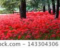 Clusters of fully bloomed spider lilies shining in the dappled sunlight filtering through the trees at Kinchakuda, Hidaka City, Saitama Prefecture. 143304306