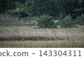 A grey heron (wild bird) gliding low over a backdrop of grass and forest. (Photo of a natural landscape) 143304311