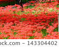 Clusters of fully bloomed spider lilies shining in the dappled sunlight filtering through the trees at Kinchakuda, Hidaka City, Saitama Prefecture. 143304402