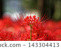 A close-up of a vibrant spider lily (Lycoris radiata) flower. 143304413