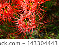 A close-up of a vibrant spider lily (Lycoris radiata) flower. 143304443