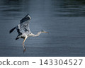 A grey heron spreading its wings and landing/flying over the water's surface (wild bird photo with copy space on the right). 143304527