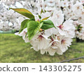 櫻花盛開，綠葉蔥蘢，自然的春日景象。 143305275