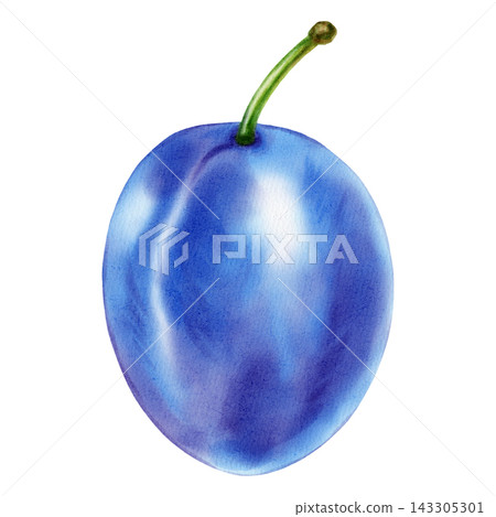 Watercolor illustration of a whole fresh blue plum fruit isolated on a white background. Perfect for product logo, posters, packaging, textile, market advertising, wedding invitation, label, card Watercolor illustration of a whole fresh blue plum fruit isolated on a white background. Perfect for product logo, posters, packaging, textile, market advertising, wedding invitation, label, card 143305301