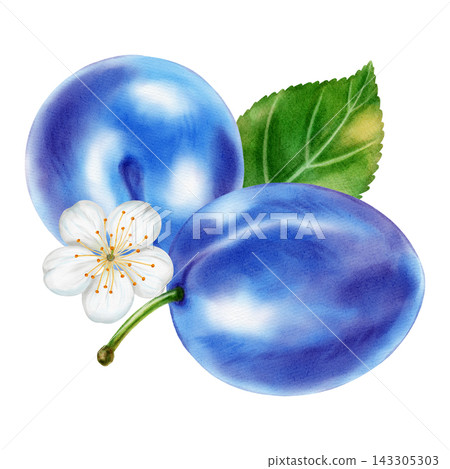 Watercolor illustration of plums: whole fruit, half, pit, flower, leaf, isolated on a white background. Perfect for product logo, posters, packaging, textile, market advertising,  label, card 143305303