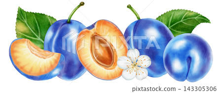 Watercolor illustration of plums: whole fruit, half, pit, flower, leaf, isolated on a white background. Perfect for product logo, posters, packaging, textile, market advertising, label, card Watercolor illustration of plums: whole fruit, half, pit, flower, leaf, isolated on a white background. Perfect for product logo, posters, packaging, textile, market advertising, label, card 143305306