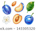Watercolor plum clipart set with whole blue fruits, half slices, seed, leaves, flowering branch isolated on white background. Perfect for product logo, posters, packaging, textile, market, label, card 143305320