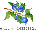 Watercolor illustration of a plum tree branch with ripe blue fruits, green leaves isolated on a white background. Perfect for product logo, posters, packaging, textile, market advertising, label, card 143305321