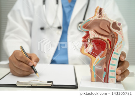 Asian doctor with nasal oral throat cavity neck human anatomy model for study diagnosis and treatment in hospital. Asian doctor with nasal oral throat cavity neck human anatomy model for study diagnosis and treatment in hospital. 143305781